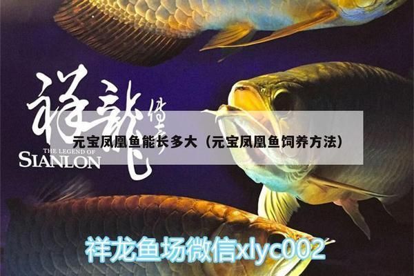 如何模擬元寶鳳凰魚自然環境：元寶鳳凰魚的養殖方法
