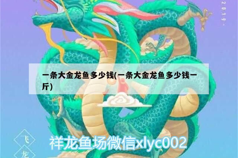 一條大金龍魚多少錢(一條大金龍魚多少錢一斤)