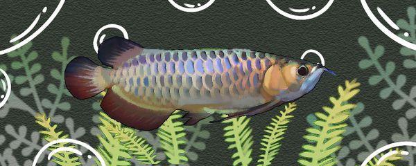 藍底過背金龍魚圖片：一種獨特的魚——藍底過背金龍魚 藍底過背金龍魚圖片：一種獨特的魚——藍底過背金龍魚 金龍魚百科 第6張