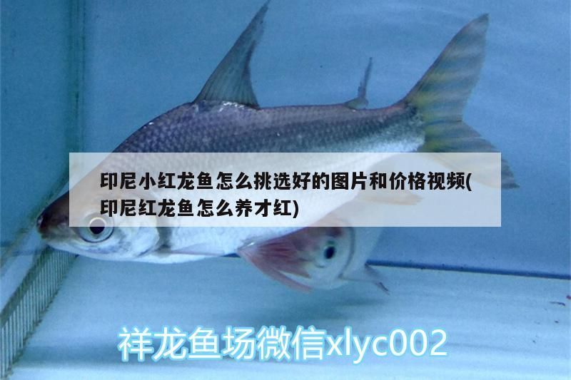 印尼小紅龍魚怎么挑選好的圖片和價格視頻(印尼紅龍魚怎么養才紅)