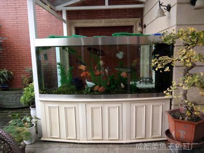 紅龍魚養幾年才會叫【關于紅龍魚的一些疑問句】