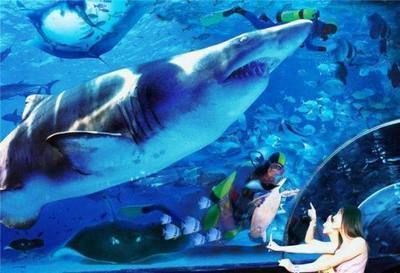 長沙龍魚vs長沙水族批發市場vs長沙水族館vs長沙魚缸批發市場vs祥龍魚場：長沙水族批發市場 長沙龍魚vs長沙水族批發市場vs長沙水族館vs長沙魚缸批發市場vs祥龍魚場：長沙水族批發市場 祥龍魚場各市分站 第4張