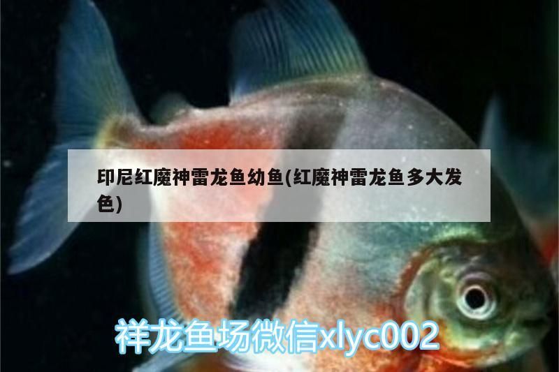 印尼紅魔神雷龍魚幼魚(紅魔神雷龍魚多大發色)