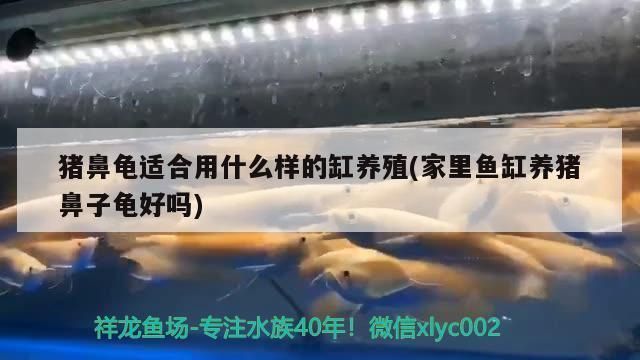 豬鼻龜讓養嗎現在：豬鼻龜個人可以養嗎 豬鼻龜讓養嗎現在：豬鼻龜個人可以養嗎 豬鼻龜百科 第8張
