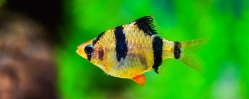 魚缺氧翻身了怎么搶救為什么會缺氧 魚缺氧翻身了怎么搶救為什么會缺氧 銀龍魚百科 第1張
