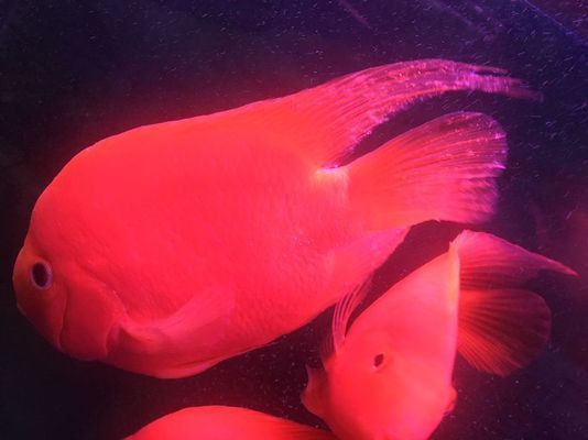 定西龍魚vs定西水族批發(fā)市場(chǎng)vs定西水族館vs定西魚缸批發(fā)市場(chǎng)vs祥龍魚場(chǎng)