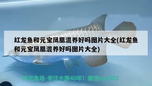 紅龍魚和元寶鳳凰混養好嗎圖片大全(紅龍魚和元寶鳳凰混養好嗎圖片大全) 紅龍魚和元寶鳳凰混養好嗎圖片大全(紅龍魚和元寶鳳凰混養好嗎圖片大全) 元寶鳳凰魚百科 第2張