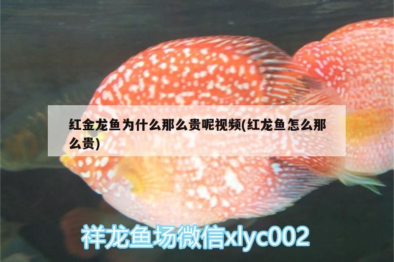 紅金龍魚為什么那么貴呢視頻(紅龍魚怎么那么貴)