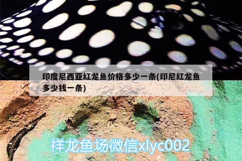 印度尼西亞紅龍魚價格多少一條(印尼紅龍魚多少錢一條)