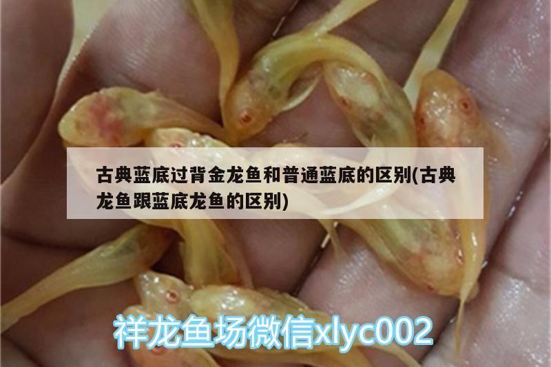 古典藍(lán)底過背金龍魚和普通藍(lán)底的區(qū)別(古典龍魚跟藍(lán)底龍魚的區(qū)別)