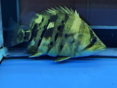龍魚28度養多久能發色 龍魚28度養多久能發色 龍魚百科 第2張