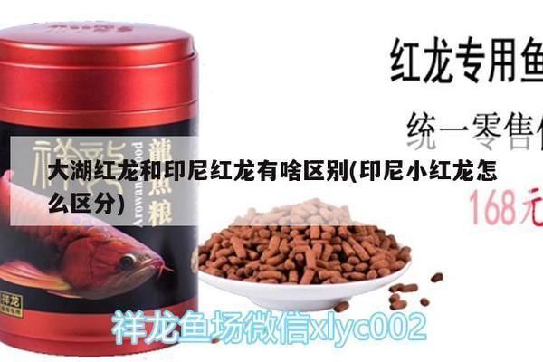 大湖紅龍魚對比印尼紅龍魚哪個好（大湖紅龍魚和印尼紅龍魚各有其獨(dú)特的特點(diǎn)和優(yōu)勢和優(yōu)勢） 大湖紅龍魚對比印尼紅龍魚哪個好（大湖紅龍魚和印尼紅龍魚各有其獨(dú)特的特點(diǎn)和優(yōu)勢和優(yōu)勢） 大湖紅龍魚百科 第4張