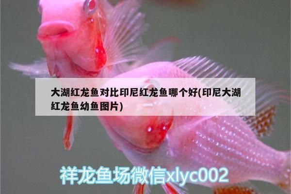 大湖紅龍魚對比印尼紅龍魚哪個好（大湖紅龍魚和印尼紅龍魚各有其獨(dú)特的特點(diǎn)和優(yōu)勢和優(yōu)勢） 大湖紅龍魚對比印尼紅龍魚哪個好（大湖紅龍魚和印尼紅龍魚各有其獨(dú)特的特點(diǎn)和優(yōu)勢和優(yōu)勢） 大湖紅龍魚百科 第5張