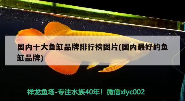 國內十大魚缸品牌排行榜圖片(國內最好的魚缸品牌) 黃金貓魚百科 第3張 國內十大魚缸品牌排行榜圖片(國內最好的魚缸品牌) 國內十大魚缸品牌排行榜圖片(國內最好的魚缸品牌) 黃金貓魚百科 第3張