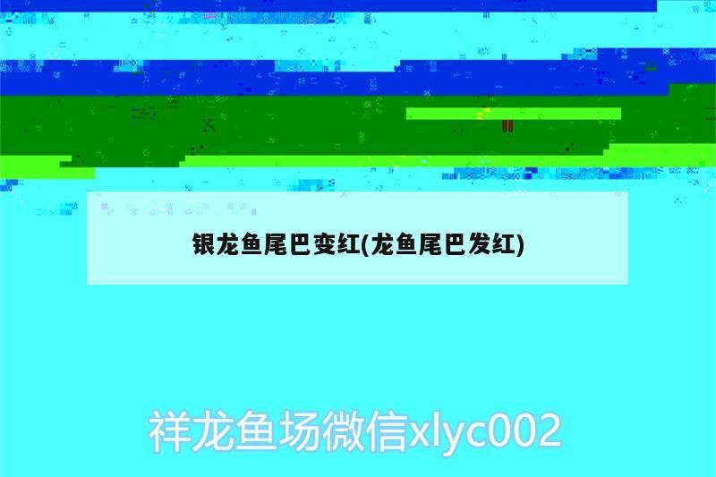 銀龍魚尾巴變紅(龍魚尾巴發(fā)紅)