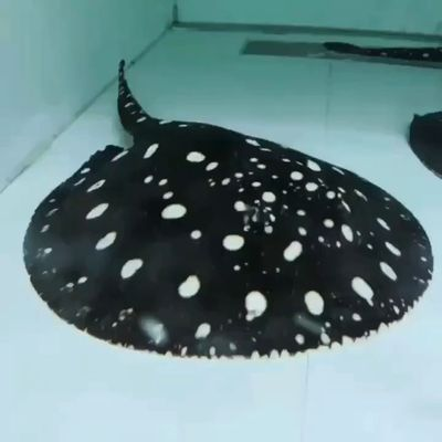 黔西南布依族苗族自治州龍魚vs黔西南布依族苗族自治州水族批發市場vs黔西南布依族苗族自治州水族館vs黔西南布依族苗族自治州魚缸批發市場vs祥龍魚場：黔西南布依族苗族自治州水族批發市場vs祥龍魚場 黔西南布依族苗族自治州龍魚vs黔西南布依族苗族自治州水族批發市場vs黔西南布依族苗族自治州水族館vs黔西南布依族苗族自治州魚缸批發市場vs祥龍魚場：黔西南布依族苗族自治州水族批發市場vs祥龍魚場 祥龍魚場各市分站 第1張