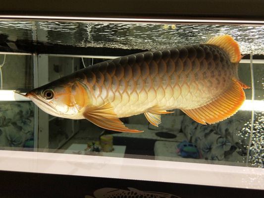 中山龍魚vs中山水族批發市場vs中山水族館vs中山魚缸批發市場vs祥龍魚場：中山龍魚、中山水族、中山魚缸批發市場及祥龍魚場