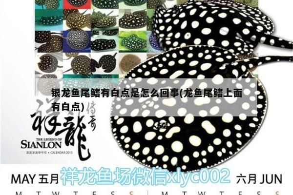 龍魚尾巴有白點怎么治？vs祥龍魚場：龍魚尾巴出現白點的問題及處理方法龍魚白點病治療方法