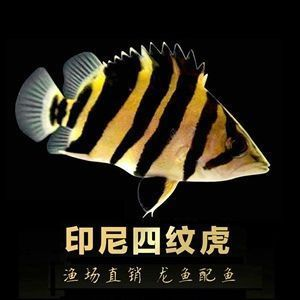 福龍紅龍魚幼魚有什么特點：福龍紅龍魚幼魚特點 福龍紅龍魚幼魚有什么特點：福龍紅龍魚幼魚特點 紅龍魚百科 第3張