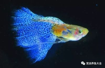 阿莫西林對(duì)哪些魚病有效，阿莫西林用藥劑量對(duì)照表 阿莫西林對(duì)哪些魚病有效，阿莫西林用藥劑量對(duì)照表 龍魚百科 第2張