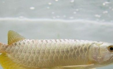 大湖紅龍魚最佳飼養(yǎng)環(huán)境，大湖紅龍魚的最佳飼養(yǎng)環(huán)境指南