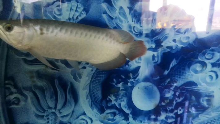 中衛(wèi)龍魚(yú)vs中衛(wèi)水族批發(fā)市場(chǎng)vs中衛(wèi)水族館vs中衛(wèi)魚(yú)缸批發(fā)市場(chǎng)vs祥龍魚(yú)場(chǎng)：中衛(wèi)市龍魚(yú)愛(ài)好者、批發(fā)商、水族館經(jīng)營(yíng)者以及魚(yú)缸銷(xiāo)售者之間存在著競(jìng)爭(zhēng)與合作的關(guān)系