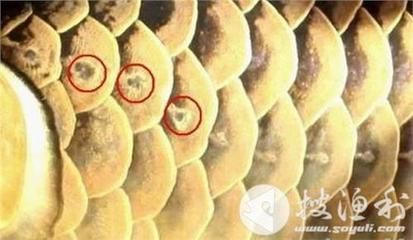 過背金龍魚養多久才上色呢圖片：過背金龍魚上色的一些關鍵點