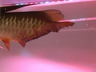 龍魚爛尾怎么辦用什么藥：龍魚爛尾怎么辦