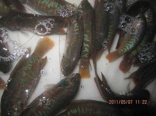 大理白族自治州龍魚vs大理白族自治州水族批發市場vs大理白族自治州水族館vs大理白族自治州魚缸批發市場vs祥龍魚場：大理白州水族市場分析 大理白族自治州龍魚vs大理白族自治州水族批發市場vs大理白族自治州水族館vs大理白族自治州魚缸批發市場vs祥龍魚場：大理白州水族市場分析 祥龍魚場各市分站 第4張