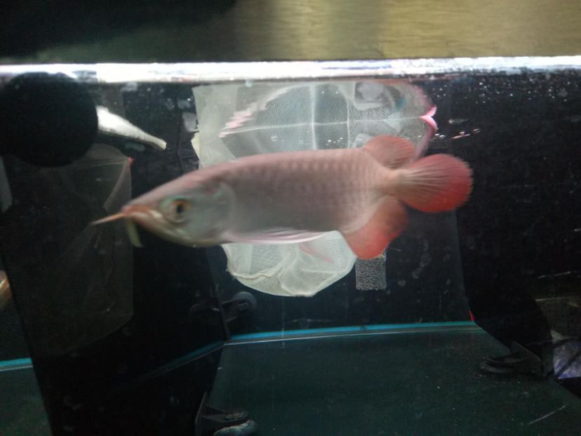 想買個紅龍求大仙看看這個咋樣 想買個紅龍求大仙看看這個咋樣 黃金貓魚百科 第3張