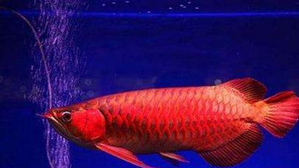 紅龍魚是什么：紅龍魚是一種淡水觀賞魚，是家庭養殖的熱門選擇之一