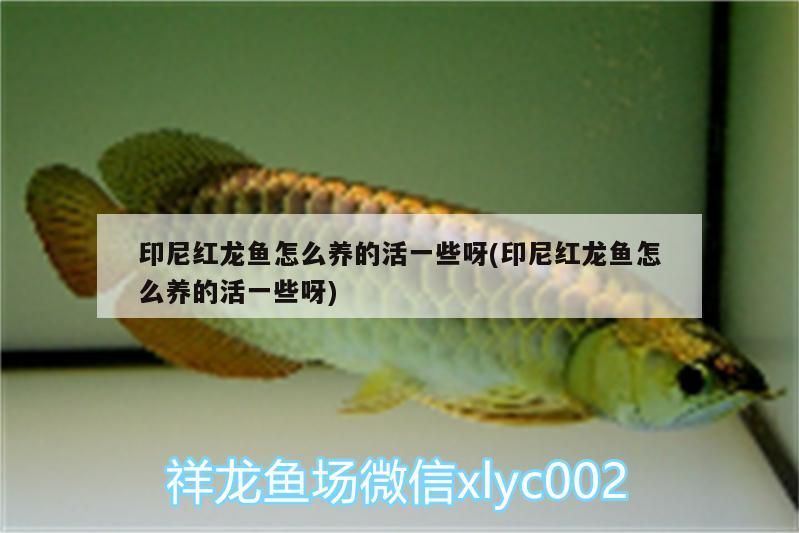 印尼紅龍魚怎么養的活一些呀(印尼紅龍魚怎么養的活一些呀) 紅龍魚百科 第3張 印尼紅龍魚怎么養的活一些呀(印尼紅龍魚怎么養的活一些呀) 印尼紅龍魚怎么養的活一些呀(印尼紅龍魚怎么養的活一些呀) 紅龍魚百科 第3張