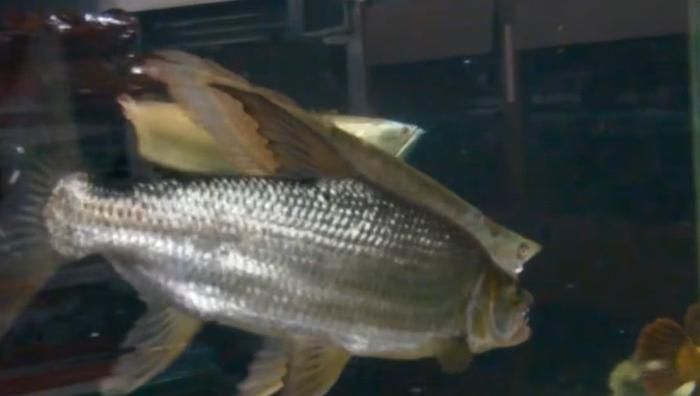 黃金河虎魚領地意識管理,黃金河虎魚的領地意識的管理方法 虎魚百科 第6張 黃金河虎魚領地意識管理,黃金河虎魚的領地意識的管理方法 黃金河虎魚領地意識管理,黃金河虎魚的領地意識的管理方法 虎魚百科 第6張