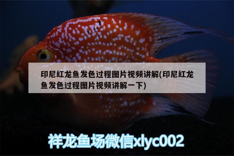 印尼紅龍魚發(fā)色過程圖片視頻講解(印尼紅龍魚發(fā)色過程圖片視頻講解一下) 印尼紅龍魚發(fā)色過程圖片視頻講解(印尼紅龍魚發(fā)色過程圖片視頻講解一下) 紅龍魚百科 第3張