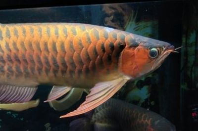 賽級大湖紅龍魚20幾公分多少錢一多：賽級大湖紅龍魚價格