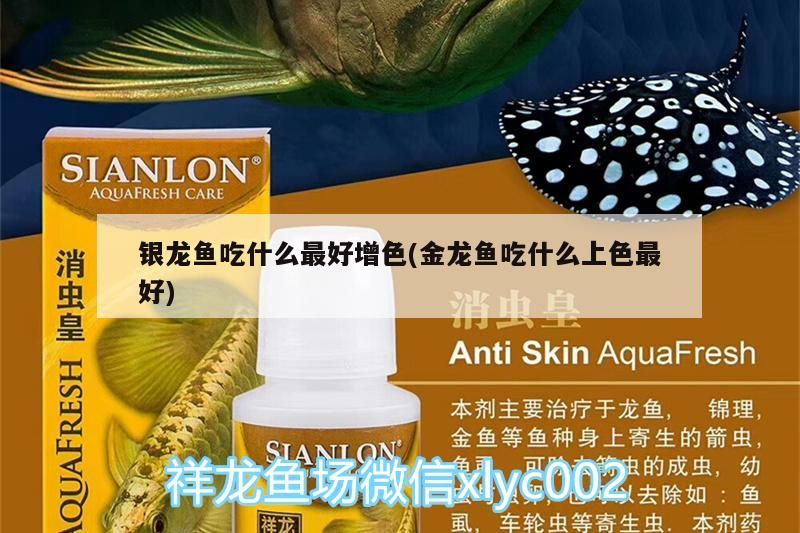 銀龍魚吃什么最好增色(金龍魚吃什么上色最好)