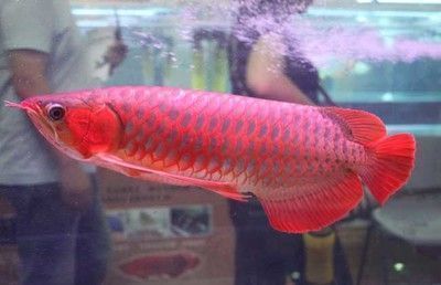 大湖紅龍魚怎么區(qū)分公母：區(qū)分大湖紅龍魚的性別 大湖紅龍魚怎么區(qū)分公母：區(qū)分大湖紅龍魚的性別 大湖紅龍魚百科 第1張