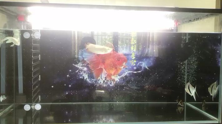 衢州龍魚vs衢州水族批發市場vs衢州水族館vs衢州魚缸批發市場vs祥龍魚場：衢州龍魚、水族批發市場、水族館、魚缸批發市場價格查詢