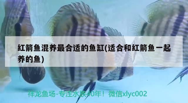 紅箭魚混養(yǎng)最合適的魚缸(適合和紅箭魚一起養(yǎng)的魚)