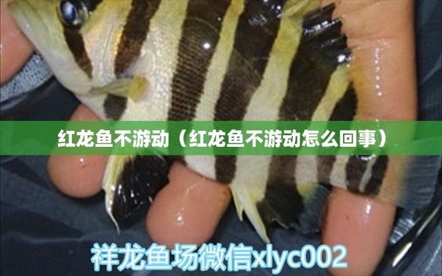 紅龍魚在缸底不愛動如何處理:紅龍魚在缸底不愛動可能是由于水質(zhì)問題或缸景布置不合理所致 紅龍魚百科 第2張 紅龍魚在缸底不愛動如何處理:紅龍魚在缸底不愛動可能是由于水質(zhì)問題或缸景布置不合理所致 紅龍魚在缸底不愛動如何處理:紅龍魚在缸底不愛動可能是由于水質(zhì)問題或缸景布置不合理所致 紅龍魚百科 第2張