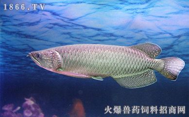 龍魚飼料魚怎么選擇，如何選擇龍魚飼料魚
