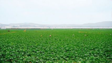 龍魚能用殺菌水嗎vs祥龍魚場：祥龍魚場使用殺菌水給龍魚治療疾病具有豐富的經(jīng)驗和效果
