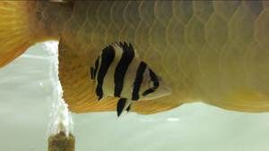 四紋虎魚繁殖期食物選擇，四紋虎魚繁殖期飼料品牌推薦,