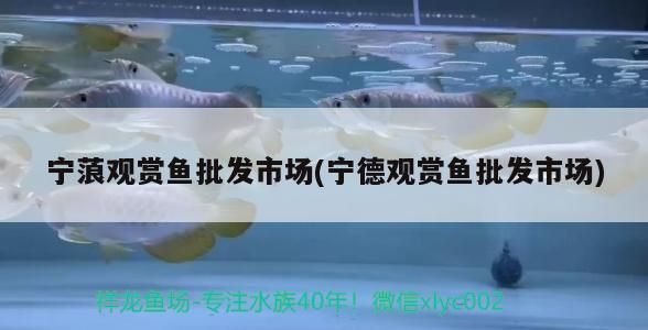 寧德龍魚vs寧德水族批發市場vs寧德水族館vs寧德魚缸批發市場vs祥龍魚場：寧德水族批發市場