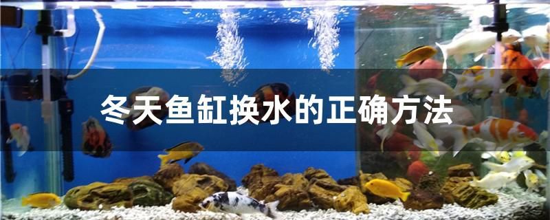 冬天魚(yú)缸換水的正確方法