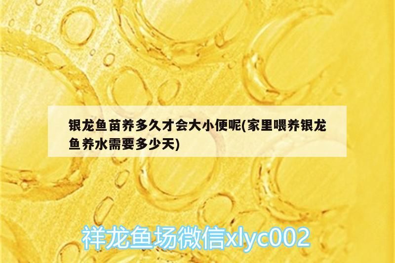 銀龍魚苗養多久才會大小便呢(家里喂養銀龍魚養水需要多少天)