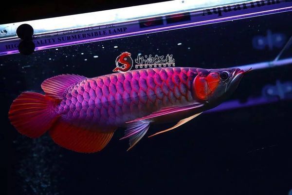 龍魚 白點 黃粉怎么回事vs祥龍魚場：龍魚白點病和黃粉病的成因及治療方法