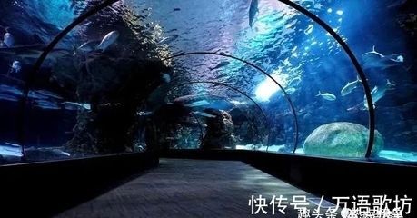 中國水族館排名榜:2018中國水族館排名榜 水族館百科(水族館加盟) 第5張 中國水族館排名榜:2018中國水族館排名榜 中國水族館排名榜:2018中國水族館排名榜 水族館百科(水族館加盟) 第5張