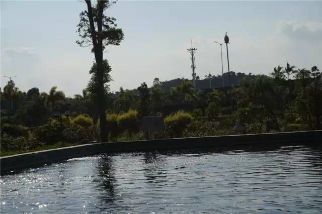 包頭水族館東莞錦鯉協會——走進東莞三和田錦鯉場201511 錦鯉魚百科 第6張 包頭水族館東莞錦鯉協會——走進東莞三和田錦鯉場201511 包頭水族館東莞錦鯉協會——走進東莞三和田錦鯉場201511 錦鯉魚百科 第6張