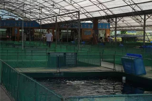 包頭水族館東莞錦鯉協會——走進東莞三和田錦鯉場201511 錦鯉魚百科 第7張 包頭水族館東莞錦鯉協會——走進東莞三和田錦鯉場201511 包頭水族館東莞錦鯉協會——走進東莞三和田錦鯉場201511 錦鯉魚百科 第7張